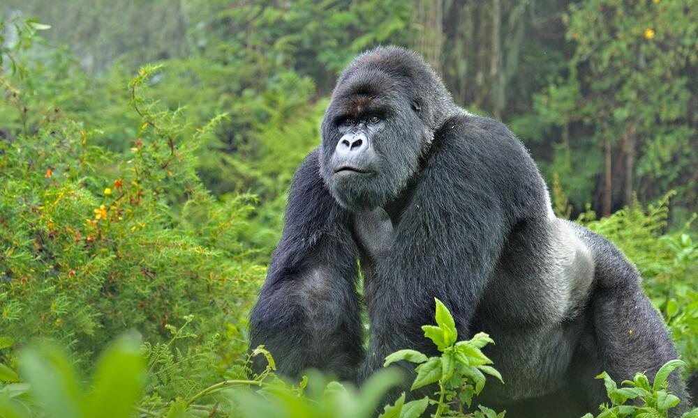 <p>Mountain Gorilla</p>