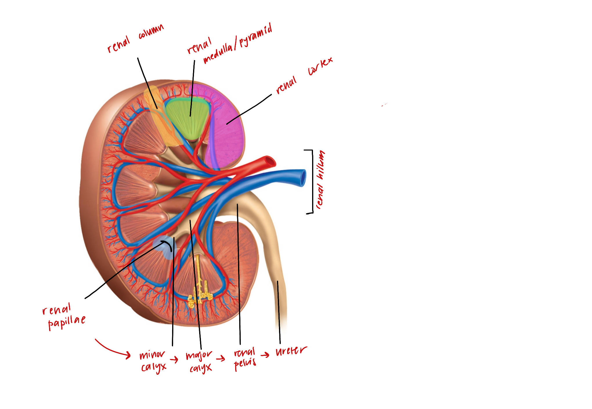 knowt flashcard image