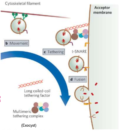 <p>Cytoskeleton filaments that capture vesicles to help with diffusion.</p><p></p>