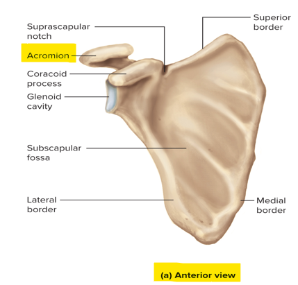 <p>A plate-like extension of the spine of the scapula; articulates with the clavicle</p>