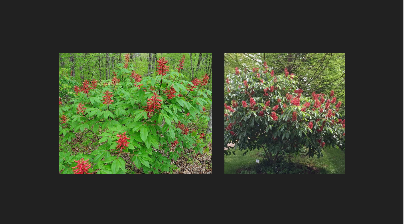 <p>Aesculus pavia</p><p>Red Buckeye</p>