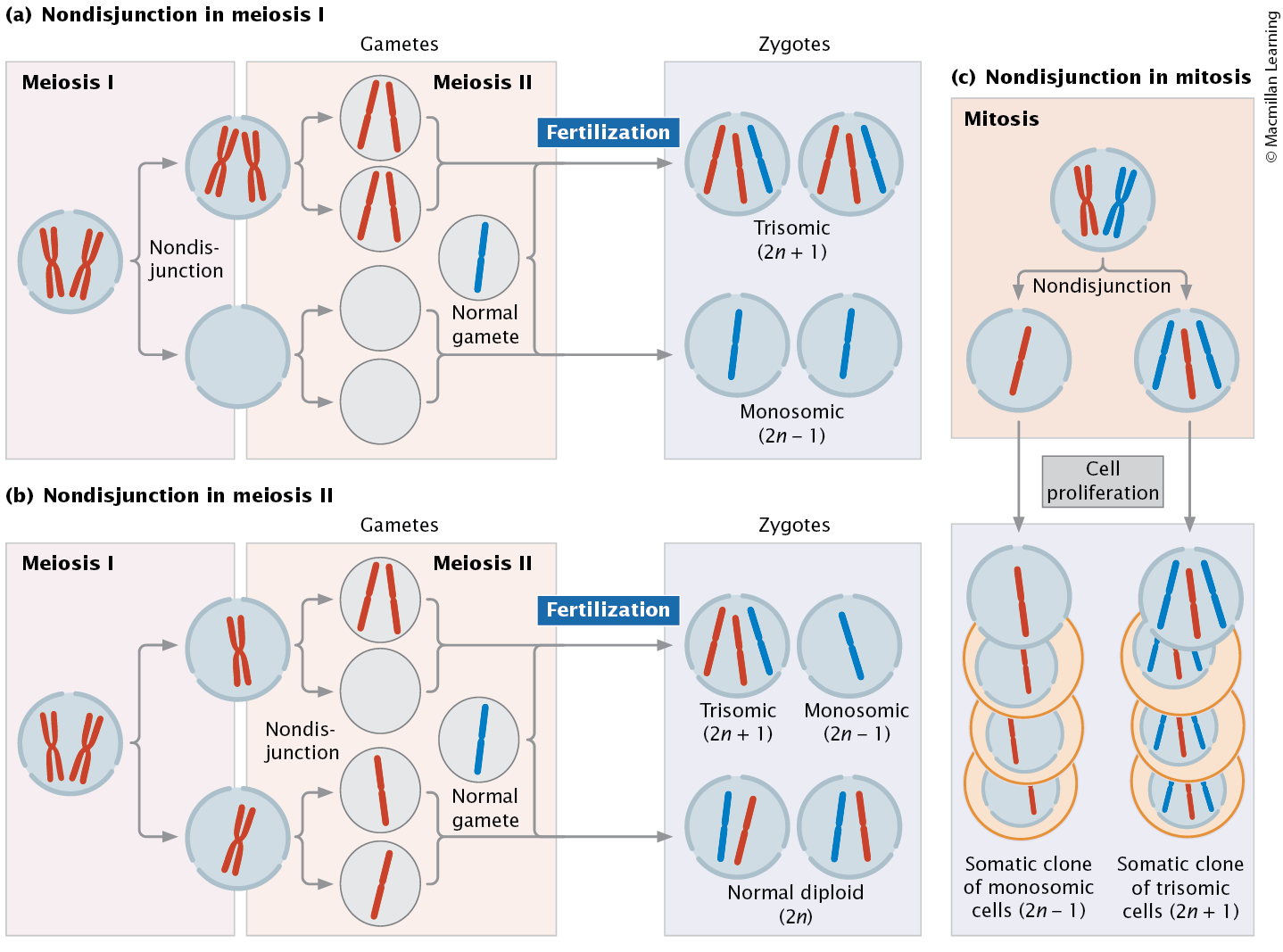 <p>change in number of individual chromosomes</p><p>caused by:</p><ul><li><p>deletion of centromere during mitosis and meiosis</p></li><li><p>robertsonian translocation</p></li><li><p>nondisjunction during meiosis</p></li></ul><p>types: monosomy, trisomy, tetrasomy, nullisomy</p>