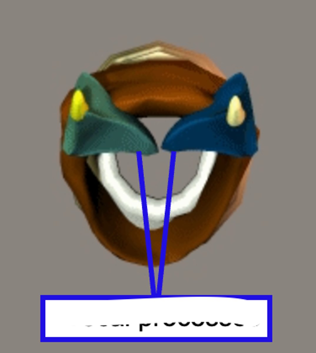 <p>holds one end of each vocal fold</p>