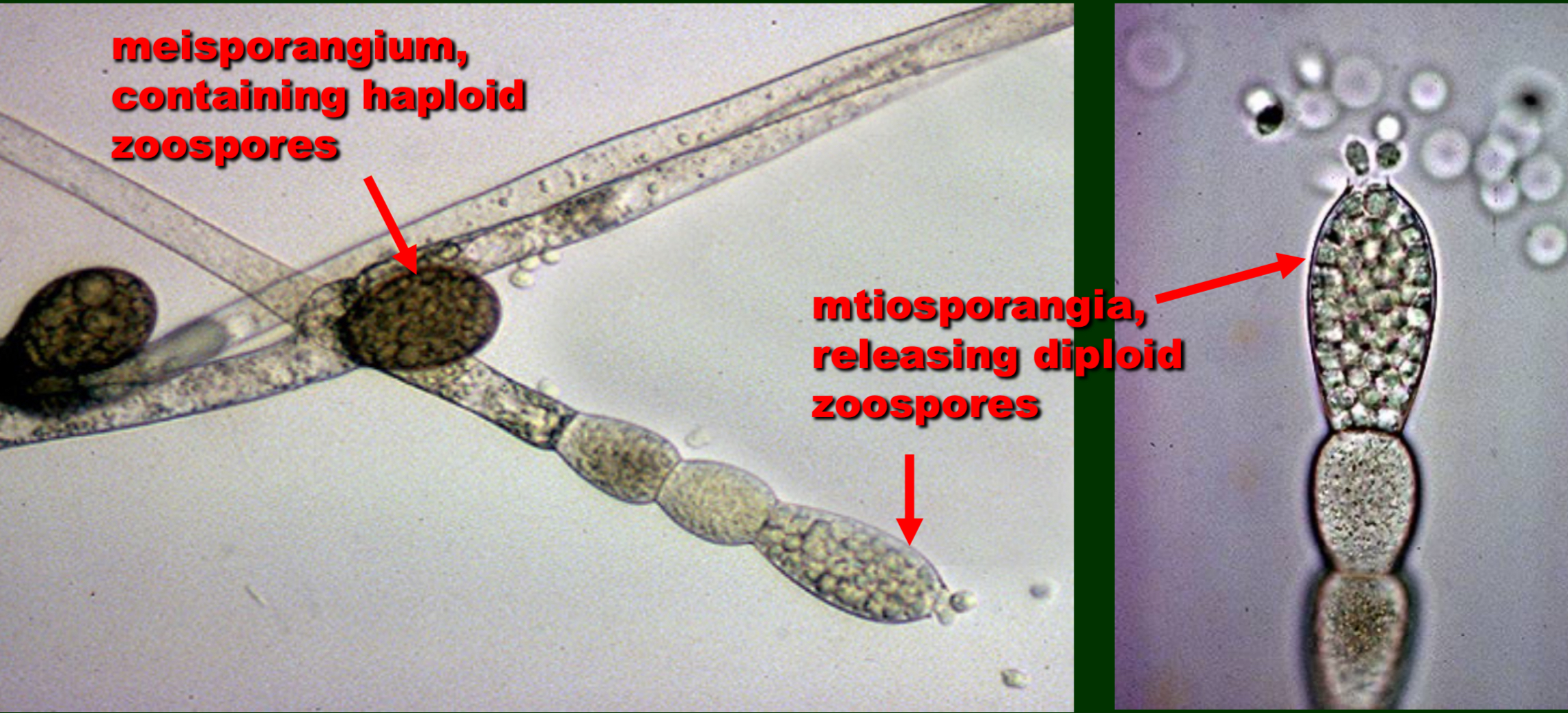 <p>What is the structure at the top and what is its ploidy&nbsp;</p>