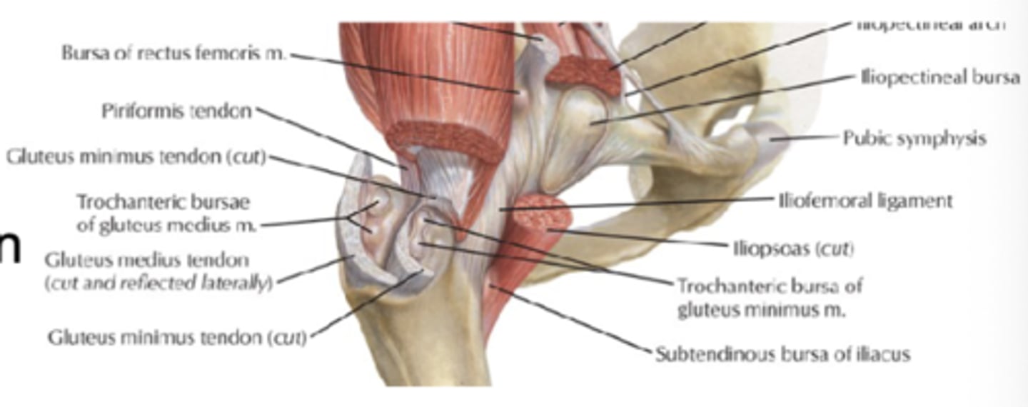<p>Anatomy which is near the iliosposas tendon and hip joint</p>