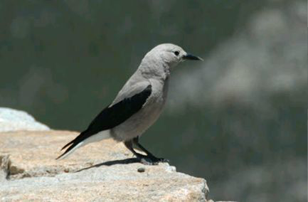 <p>Identify the species shown:&nbsp;</p>