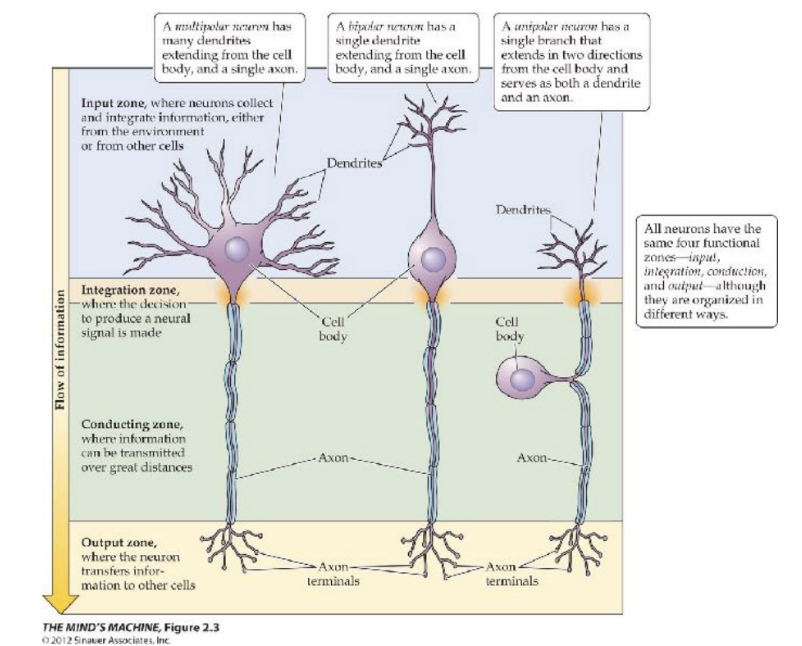 <p><strong>Multipolar neurons</strong></p><ul><li><p>The most abundant neuron in the CNS</p></li><li><p>Have one central axon extending from the cell body. On the top many dendrites extending from the cell body itself</p></li><li><p>Multipolar because it has many extensions extending from the cell body</p></li><li><p>When look at the brain, majority of the neurons (75-85%) are multipolar in nature</p></li></ul><p></p><p><strong>Bipolar Neurons</strong></p><ul><li><p>There are 2 opposite ends: has one extension from either end of the neuron</p></li><li><p>One dendrite at top &amp; other axon at bottom</p></li></ul><p></p><p><strong>Unipolar</strong></p><ul><li><p>Only have one extension from a cell body</p></li><li><p>One core branch that extends off that extension, forming dendrites on one side &amp; axons on other side</p></li></ul><p></p>