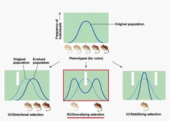 <p>→ depends on the environment</p><p>a. <u>directional</u> (ex. peppermoths)</p><p>b. <u>stabilizing</u> (ex. human birth weight)</p><p>c. <u>disruptive</u> (ex. rock pocket mice - due to location as a whole)</p><p></p><p></p>