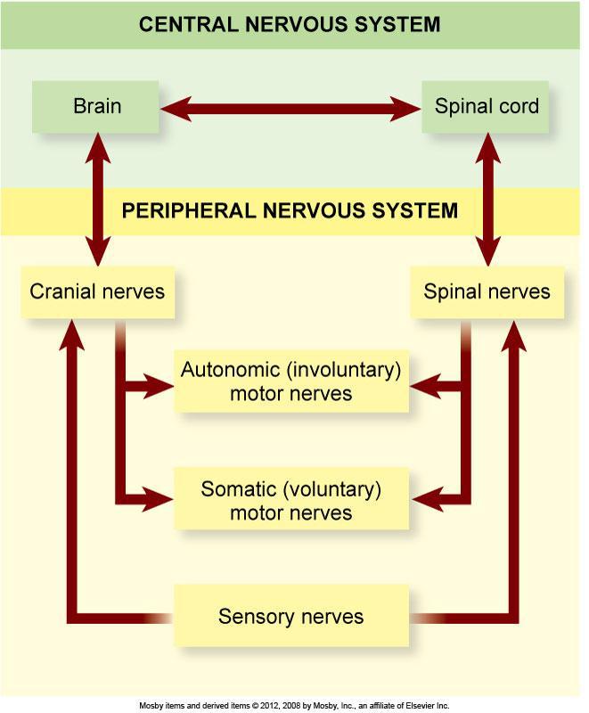 <p>The two main divisions are the Central NS (CNS) and the Peripheral NS (PNS).</p>