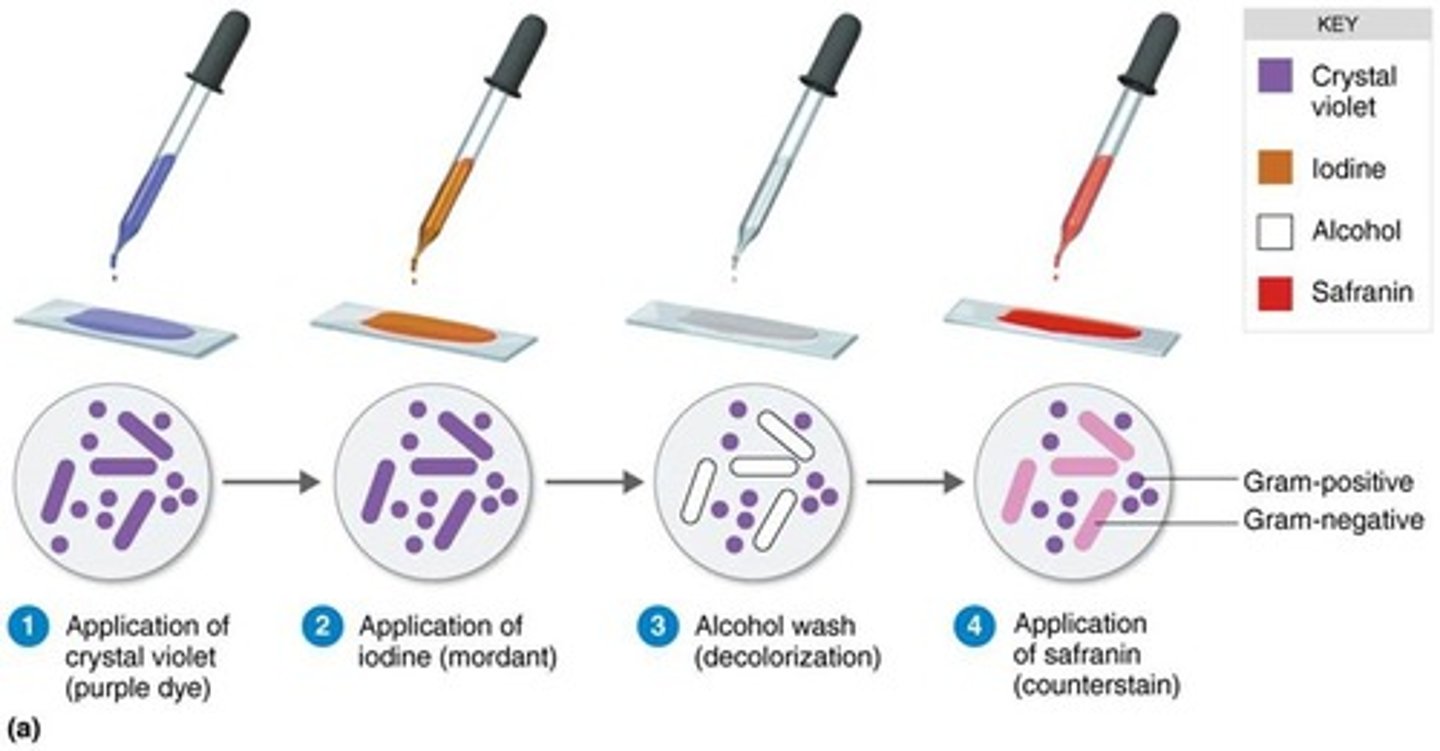 <p>Technique invented by Pasteur to kill harmful bacteria in food and drink.</p>