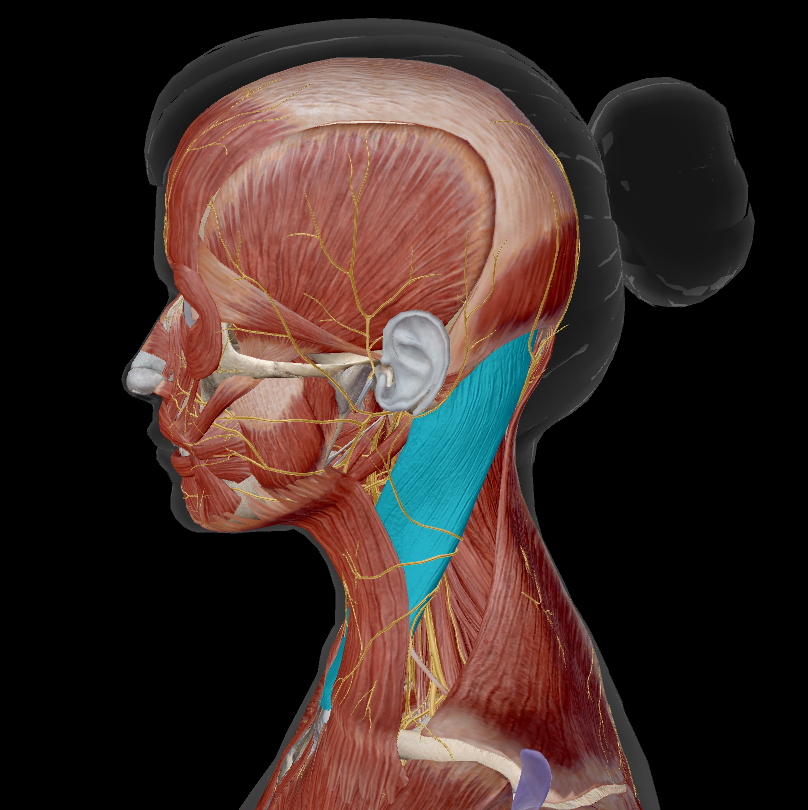 <p>name the muscle + action</p>