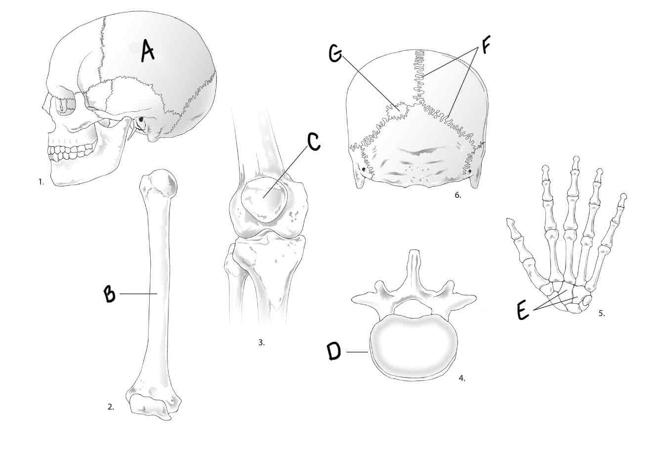 <p>What is the classification of the bone labeled B?</p>