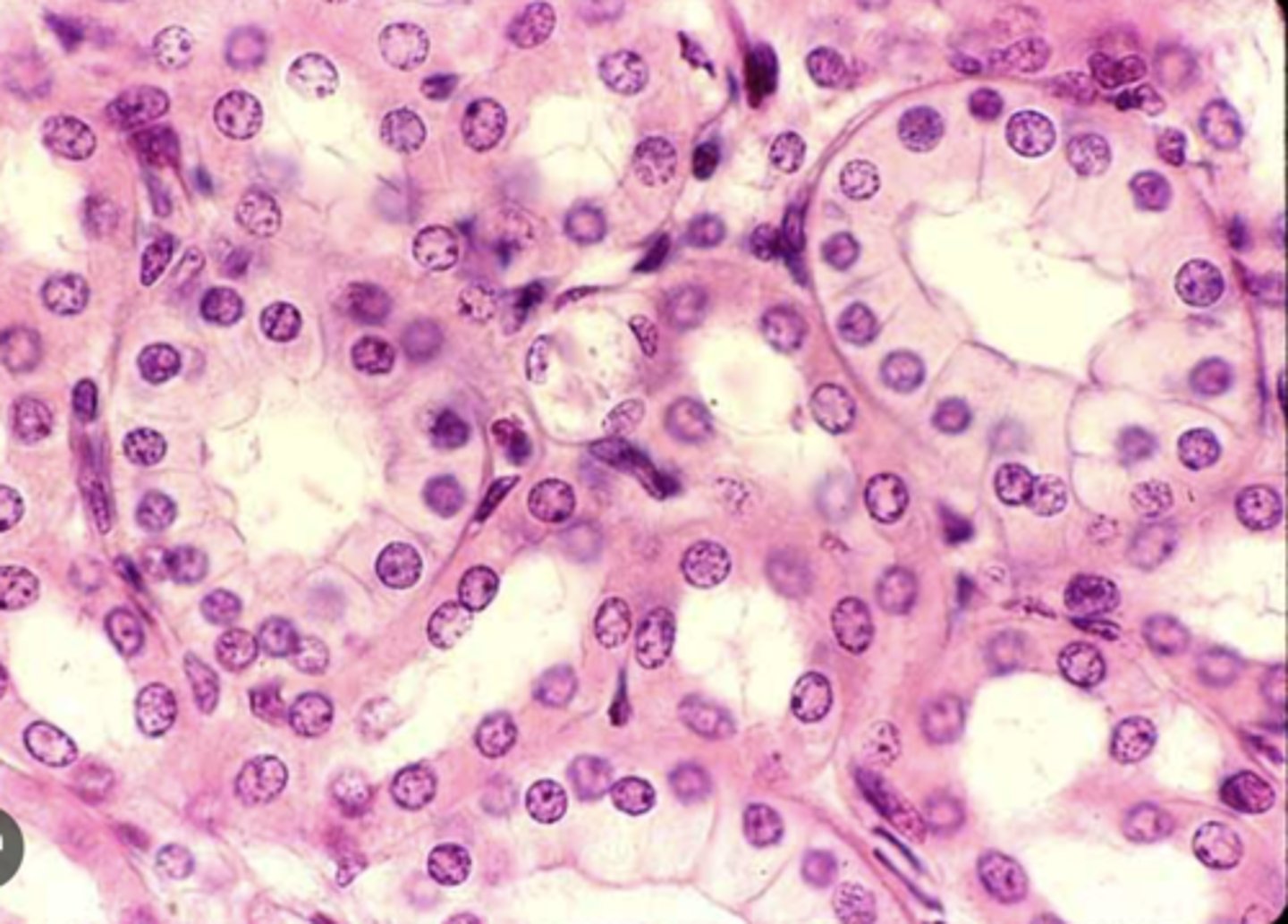 <p>Secretion and absorption — Kidney tubules, ducts of many glands, thyroid follicles</p>