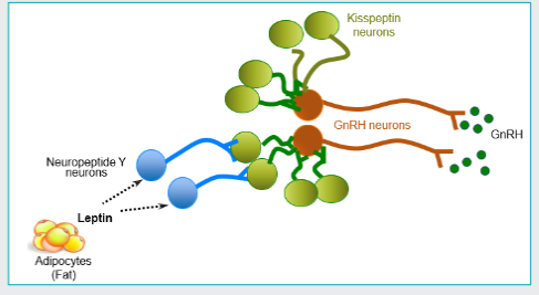 <p>GnRH released into hypophyseal-portal system - neuroendocrine effect on the anterior pituitary - in response to <span style="color: rgb(11, 9, 9);">kisspeptin </span>neurons</p><p>when an animal has fat cells they have more <span style="color: purple;">adipocytes </span>- so more of a hormone called <span style="color: purple;">leptin </span>is formed in these adipocytes → triggers our <span style="color: purple;">neuropeptide Y neurones</span> → triggers <span style="color: purple;">kisspeptin </span>neurones which stimulate <span style="color: purple;">GnRH → production of LH and FSH in anterior pituitary</span></p><p></p><p>this is how fatness can help puberty process</p><p></p><p>if animal is skinnier so less of the effect</p>