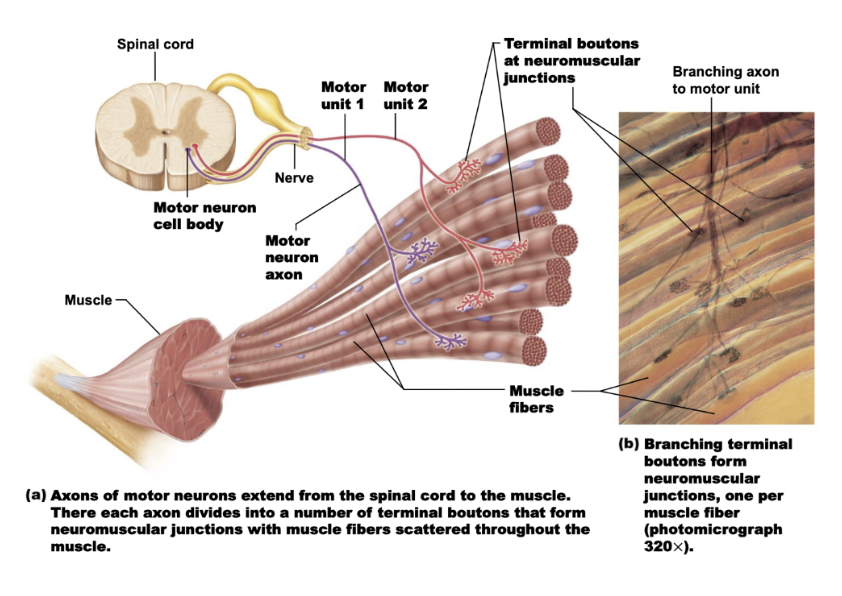 <p><strong>Fine control muscles (fingers, eyes):</strong> few fibers/unit → precise movement.</p><p><strong>Large strength muscles (hip, calf):</strong> many fibers/unit → powerful but less precise.</p>