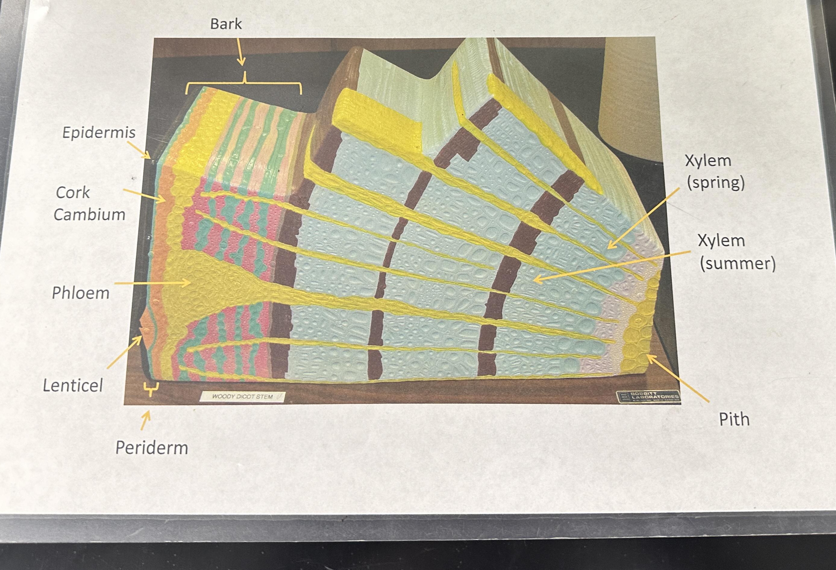 knowt flashcard image