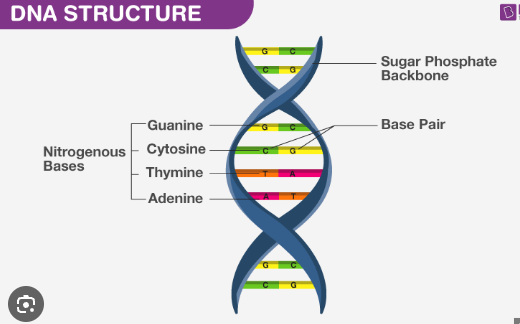 <p>here’s a diagram of DNA</p>