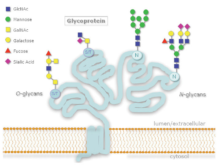 attaching sugar to proteins (different types of simple sugars in a larger structure)

* __O-linked__: attach to hydroxyl groups of Ser and Thr (smaller, less branched)
* __N-linked__: attach to nitrogen groups of Asn (larger, more branched)