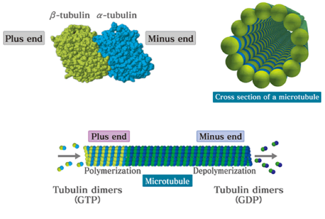 <p>Plus end = GTP bound because they are being added</p><p>Minus end = GDP bound = fall off</p>