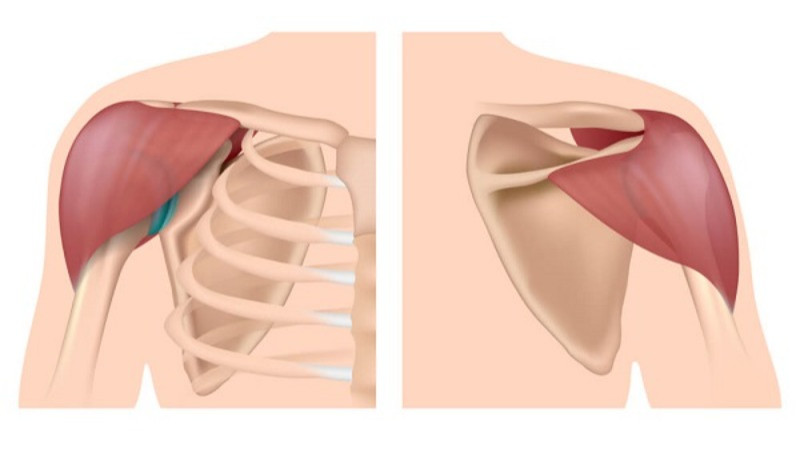 <p>Flexes, medially rotates, and abducts arm</p>