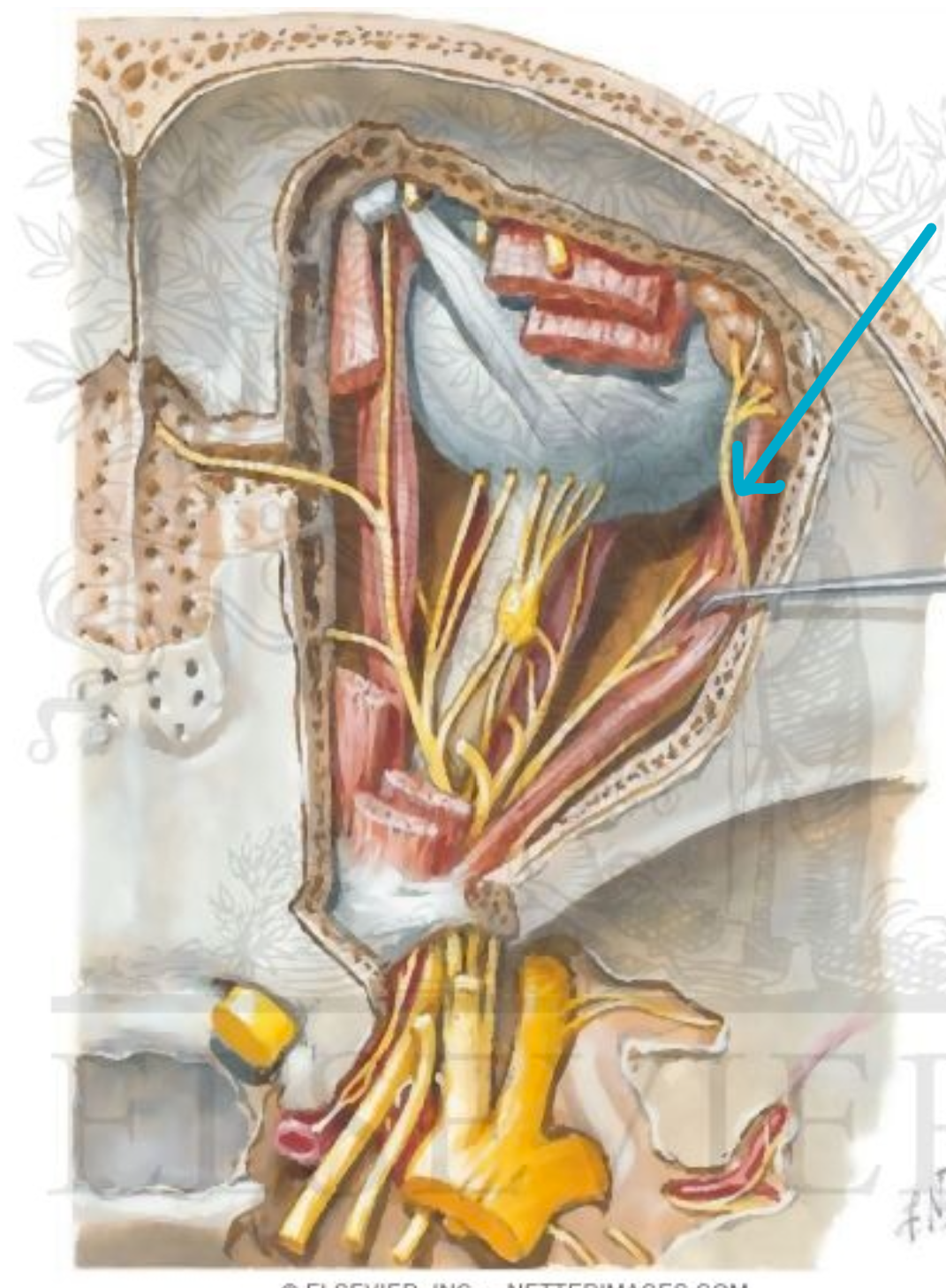 <p>which nerve?</p>