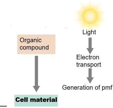 A type of Phototrophic Catabolism

\
uses ATP for assimilation of organic carbon for biosynthesis
