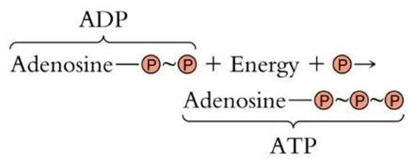 <p>By phosphorylation of ADP.</p>