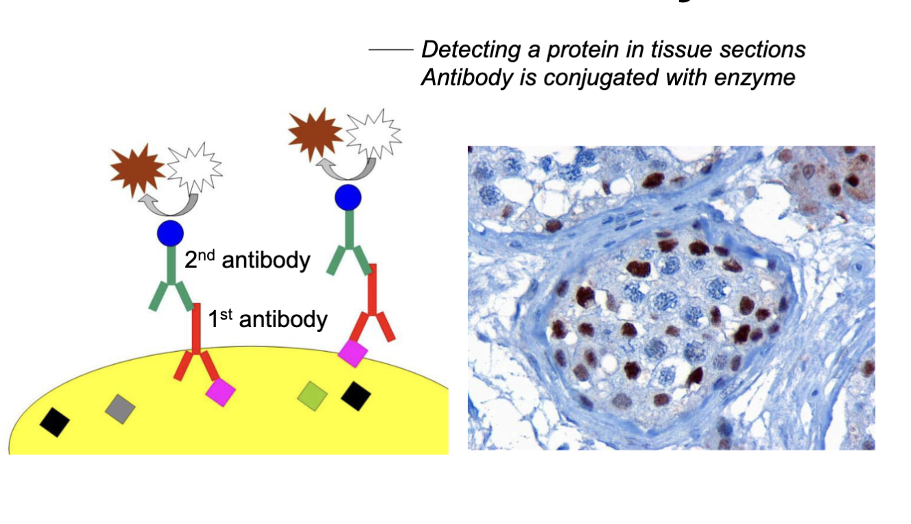 <p>Detecting a protein in tissue sections antibody and conjugate enzyme </p><p>don’t need to separate via western blot can generate tissue section and probe antigen w/ particular antibody</p><p>can see antibody expression in anatomical location (membrane, cytoplasm, ER, …)</p>