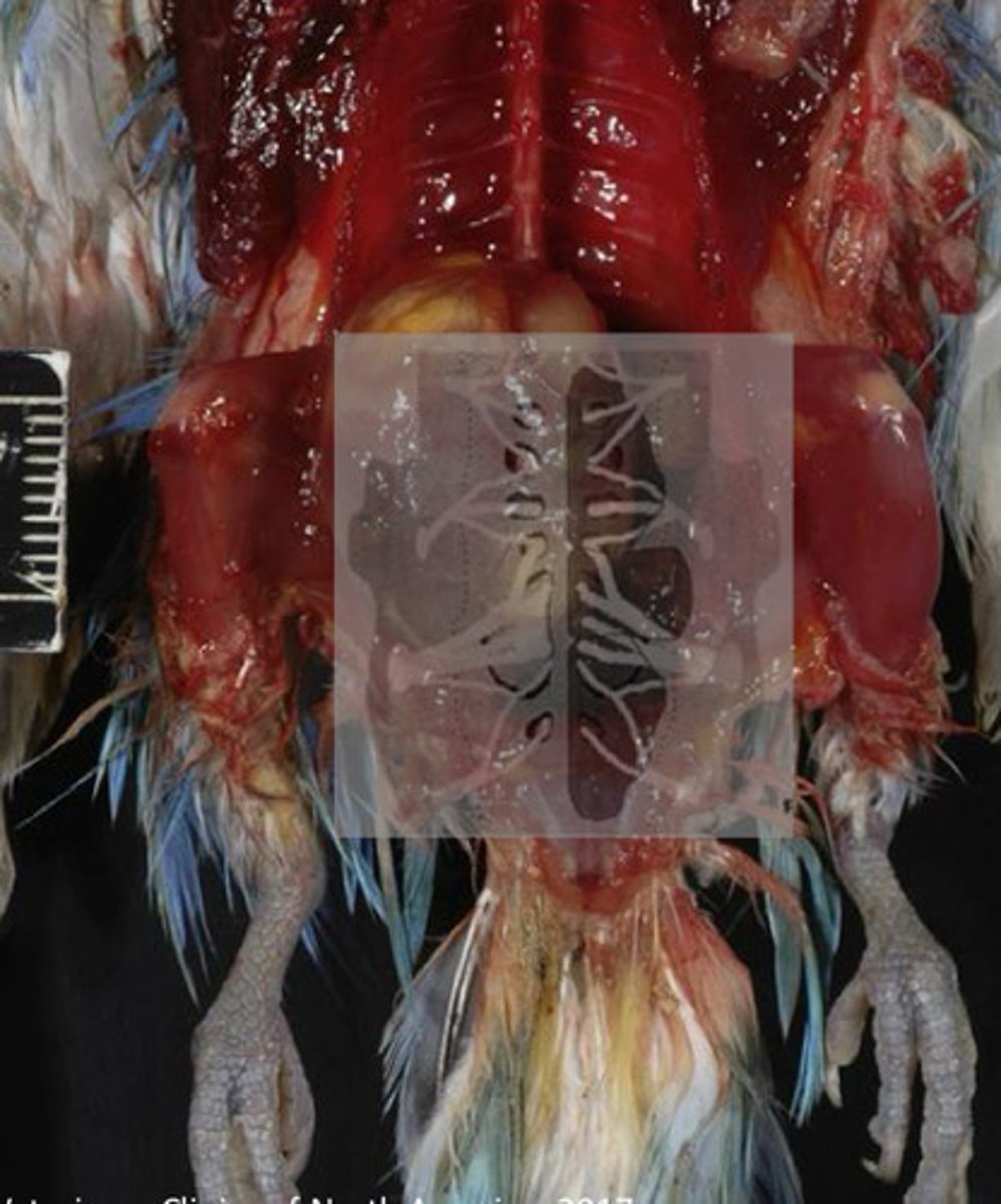 <p>What species is commonly diagnosed with renal carcinoma?</p><p>What are the clinical signs, and why are these presented?</p><p>Dx?</p><p>Tx?</p>