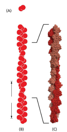 <p>made of repeating subunits of actin monomer. pointed in same direction = polarized</p><p>forms helix</p>