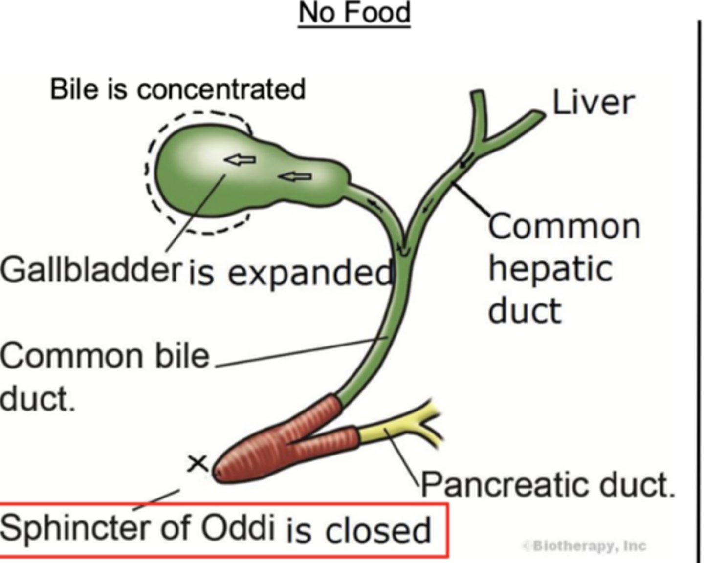 <p>b/c the Sphincter of Oddi is closed ==&gt; S of Oddi is the opening of the common hepatic duct (&amp; pancreatic duct) into the duodenum --&gt; if closed, the bile flow is directed back up towards the gallbladder</p>