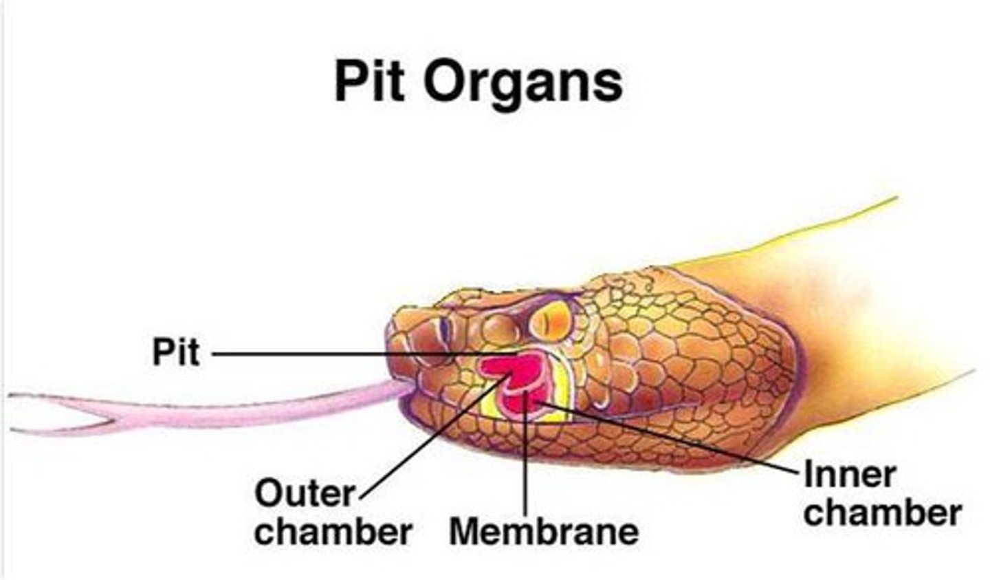 <p>heat sensitive pits in snakes found below each eye</p>