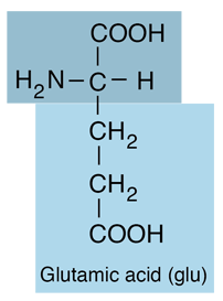 <p>Negatively charged; Glu [E]</p>