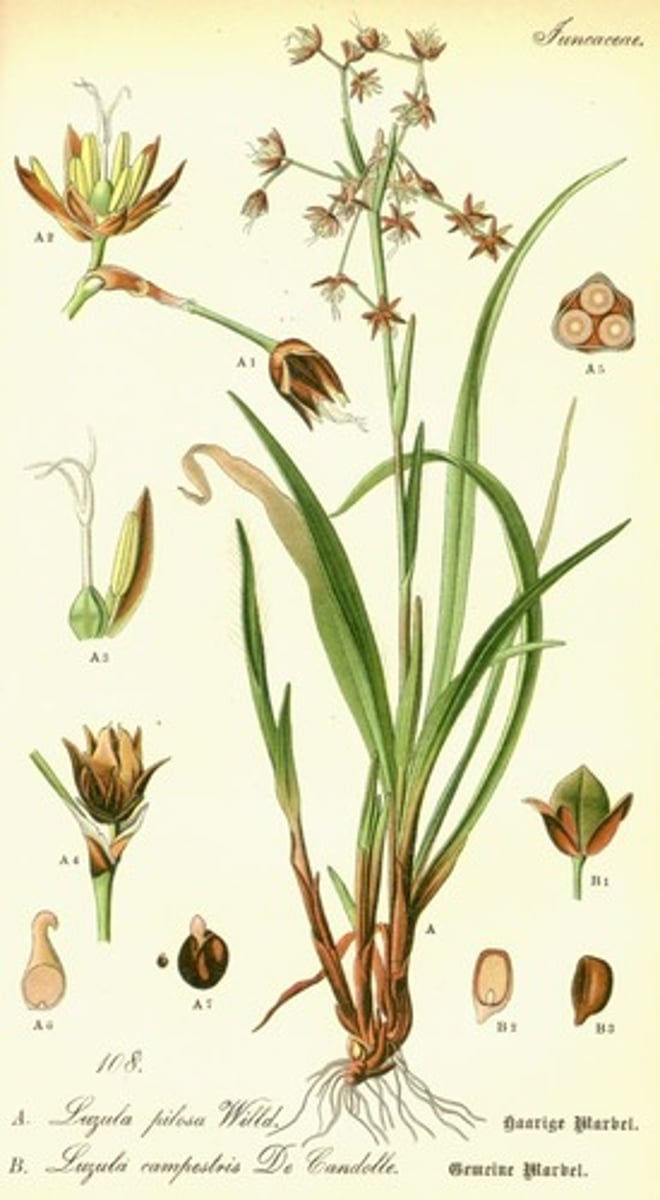 <p>Rushes (Juncaceae)</p>