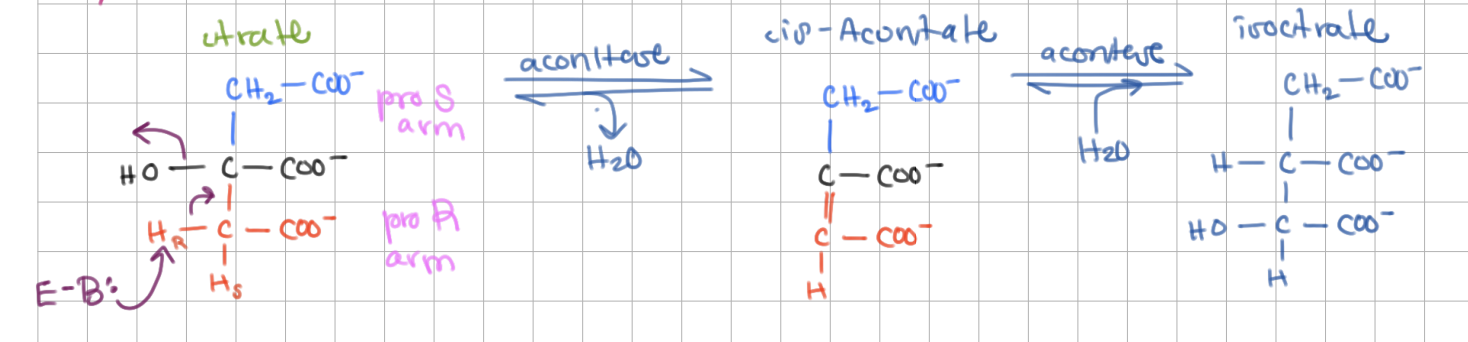 <p>Aconitase contains a <u>4</u>Fe-<u>4</u>S cluster bound to a protein by 3 <u>Cys</u>. </p><p>Inactive form = <u>3</u>Fe-<u>4</u>S (binding <u>Fe<sup>2+</sup></u> activates aconitase)</p>