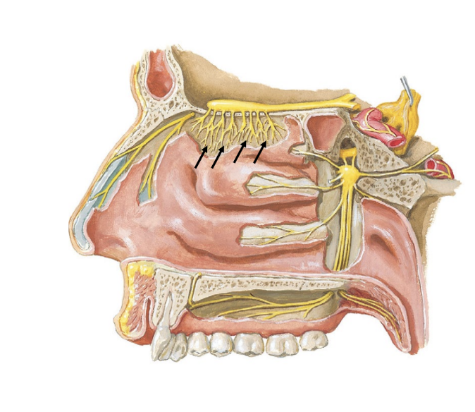 <ul><li><p>special sensory: smell</p></li><li><p>small nerves in nasal cavity roof</p></li><li><p>pass through cribriform plate of ethmoid</p></li></ul><p></p>