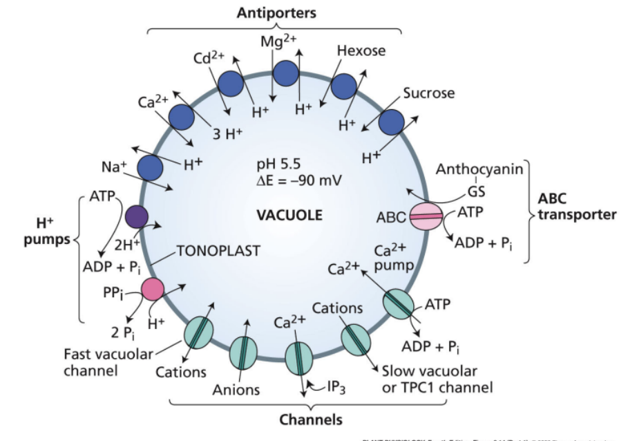 <p>- Genes encoding many transporters have been identified </p><p>- Transporters exist for diverse nitrogen-containing compounds </p><p>- Cation transporters are diverse </p><ul><li><p>Cation channels: 56 genes in Arabidopsis </p></li></ul><ul><li><p>Cation carriers: a variety of ion carriers exist in plant cells </p></li></ul><p>- Anion transporters have also been identified in plants </p><p>- Aquaporins might transport uncharged solutes</p>