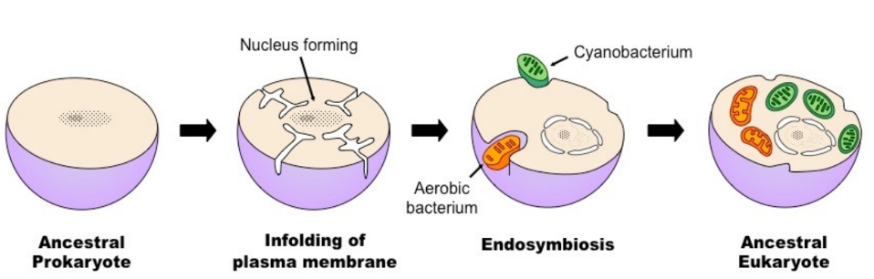 <ul><li><p>An endosymbiont is a cell which lives inside another cell with mutual benefit</p><ul><li><p>Eukaryotic cells are believed to have evolved from early prokaryotes that engulfed other cells by phagocytosis</p></li><li><p>The engulfed prokaryotic cell remained undigested as it contributed new functionality to the engulfing cell (e.g. photosynthesis)</p></li><li><p>Over generations, the engulfed cell lost some of its independent utility and became a supplemental organelle</p></li></ul></li></ul>