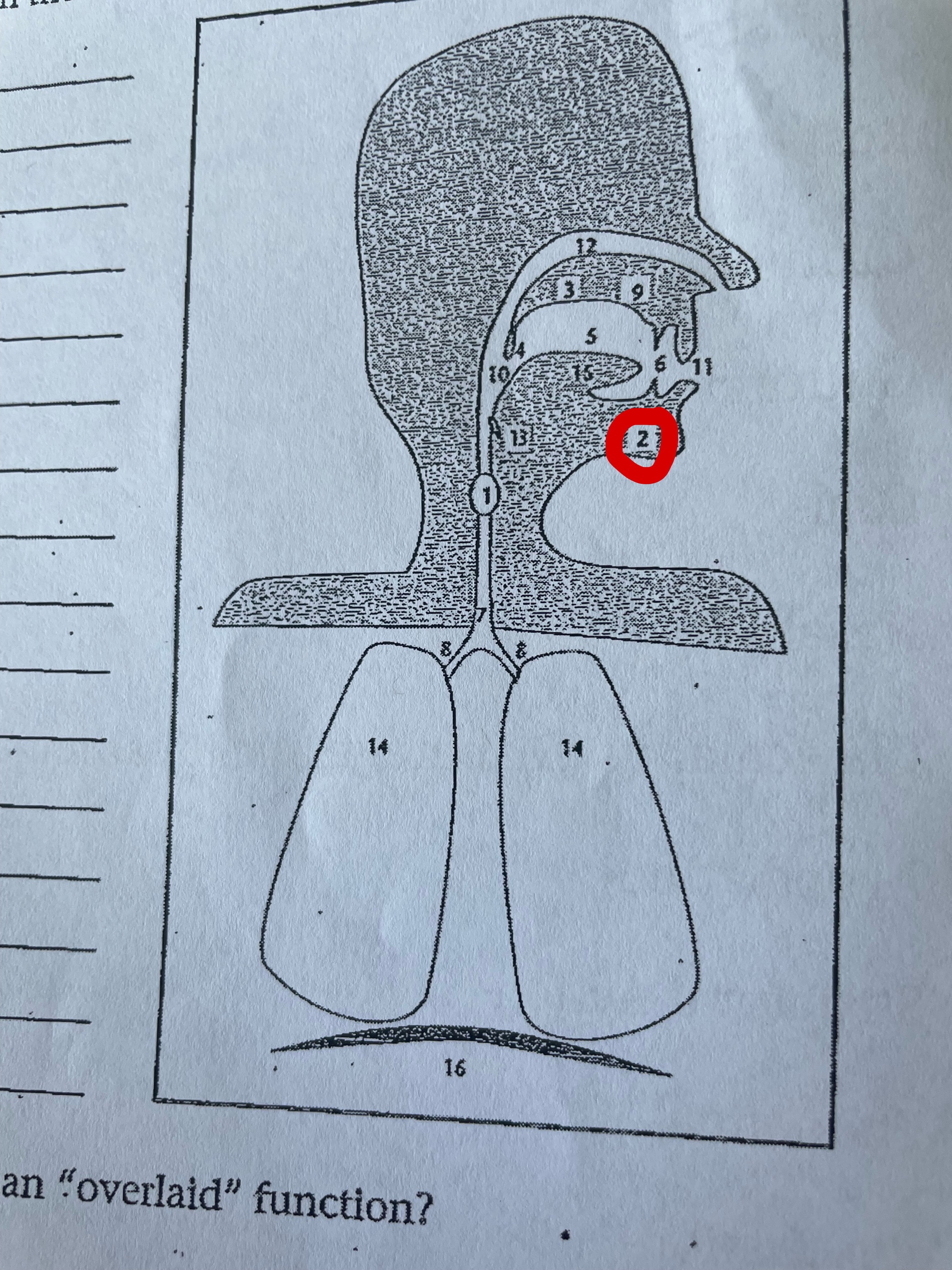 term image