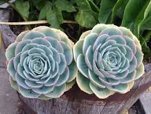 <p><img src="https://thesucculenteclectic.com/wp-content/uploads/2021/08/echeveria-atlantis-1024x769.jpg" alt="All About Growing Echeveria! aka Mexican Hens and Chicks Plant | The  Succulent Eclectic"></p>