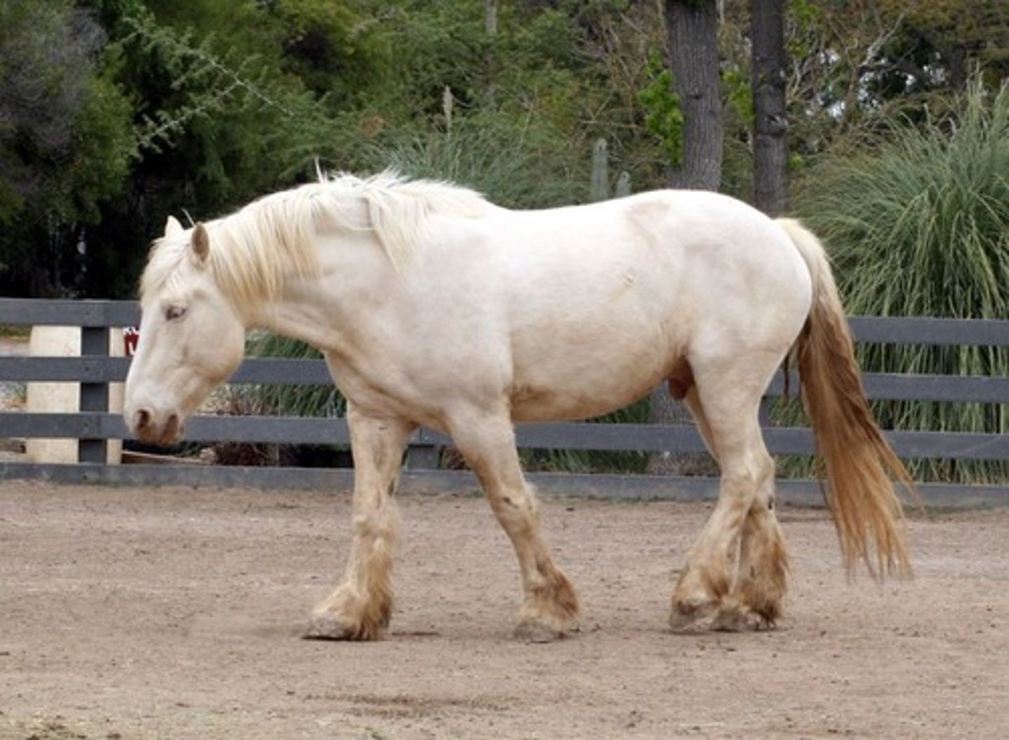 <p>this draft horse breend is a rare breed, has cream color, pink skin, and amber colored eyes,</p>