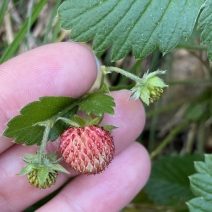 Wild strawberry