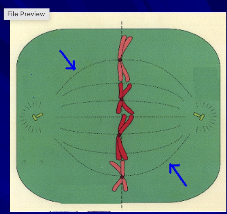 <p>what are the arrows pointing to</p>