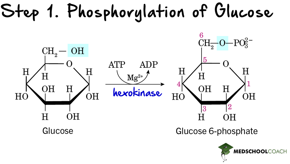 <p>The process starts with glucose molecule, this glucose will be changed by the enzyme “Hexokinase” with an ATP. The product of this will be Glucose 6 phosphate. The by product would be ADP molecule.</p>