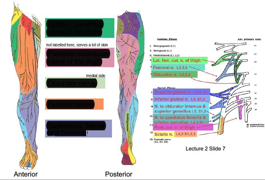which nerve innervates which sections of the leg? 