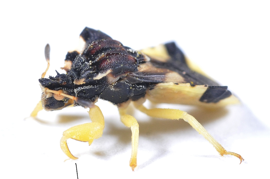 <p>predatory bugs who are camoflauged to await their prey in flowers</p><p>grasping appendages</p>