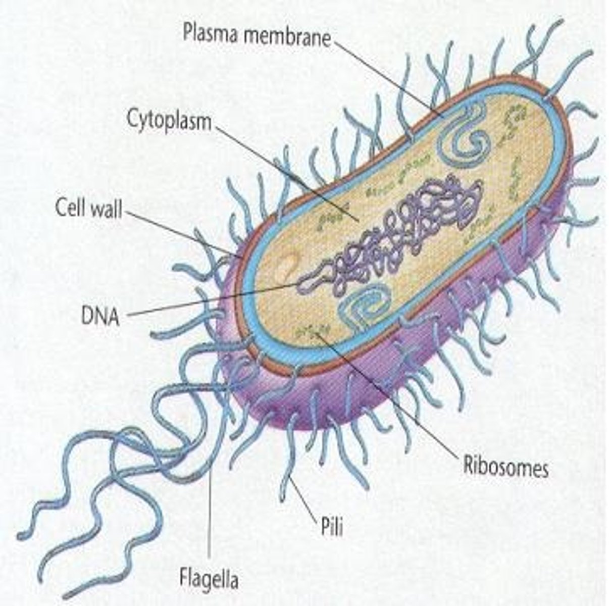 <p>A unicellular organism that lacks a nucleus and other membrane bound organelles; includes achaea and bacteria</p>