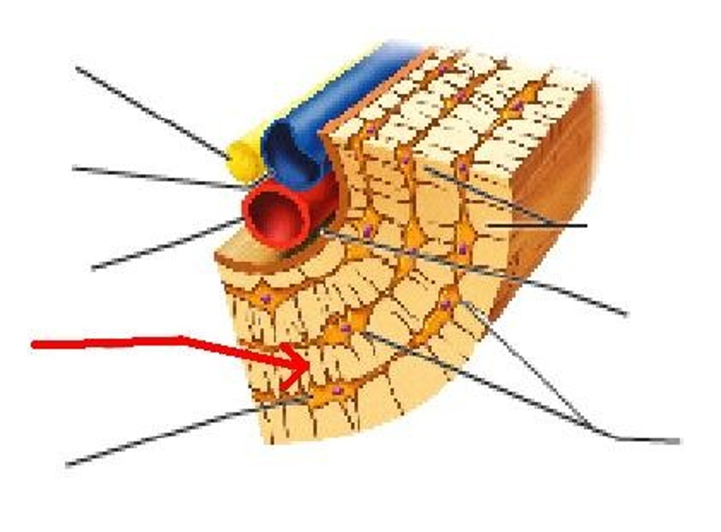 <p>Small channel or duct.</p>
