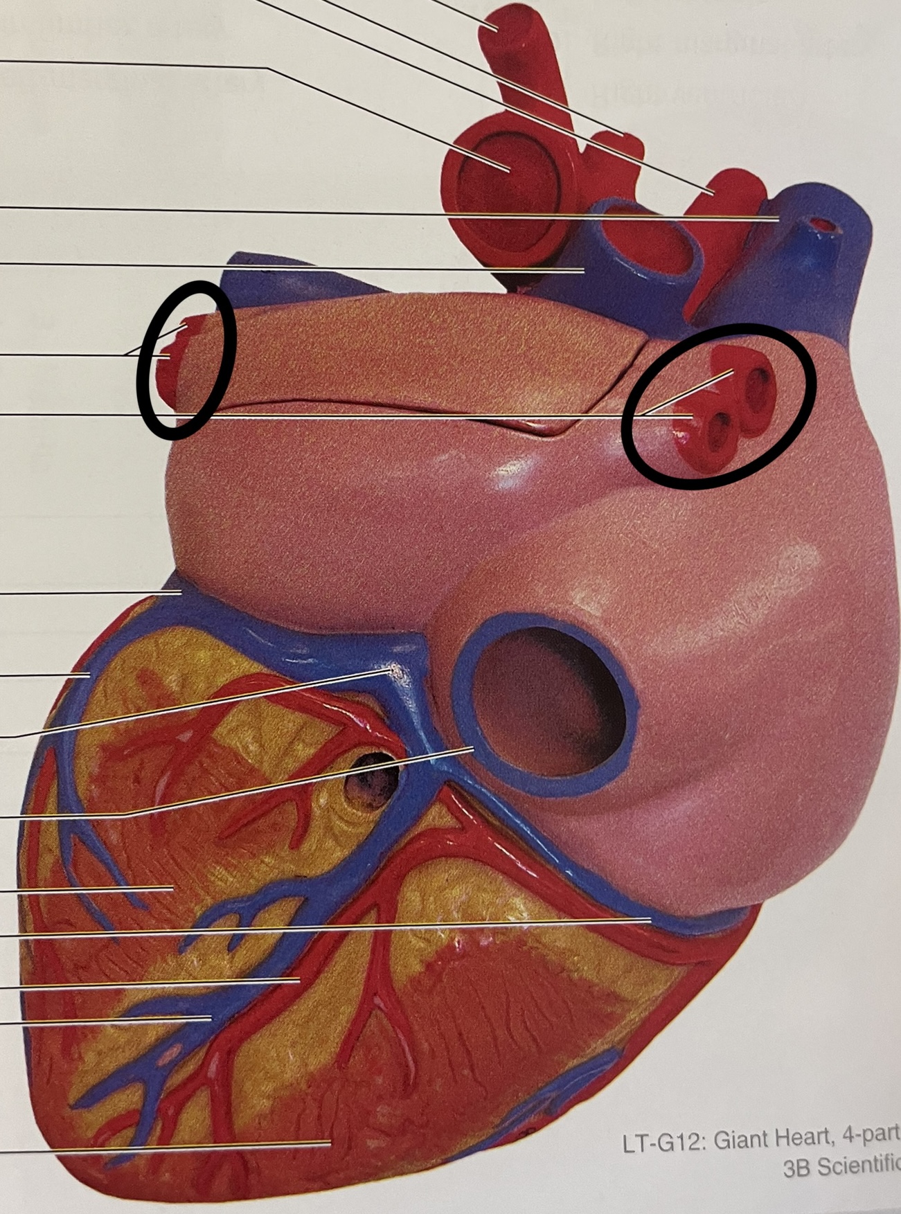 posterior; 4 total, 2 on each side