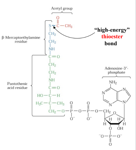 <p>high energy thioester bond</p>